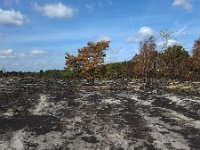 Area burnt by forest and heath fire, Maasduinen National Park, Limburg, Netherlands  Area burnt by forest and heath fire, Maasduinen National Park, Limburg, Netherlands : ash, ashes, black, damage, europe, european, field, forest, forest fire, heath, heath fire, heathland, limburg, Maasduinen national park, national park, natural, nature, netherlands, no people, nobody, np, outdoors, outside, sand, tree, trees, woodland, maasduinen, non-urban scene, rural, rural landscape, rural scene