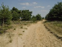 NL, Limburg, Weert, Boshoverheide 26, Saxifraga-Jan van der Straaten