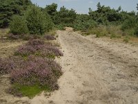 NL, Limburg, Weert, Boshoverheide 37, Saxifraga-Jan van der Straaten