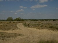 NL, Limburg, Weert, Loozerheide, defensiedijk 1, Saxifraga-Jan van der Straaten