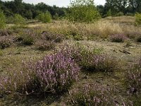 NL, Limburg, Weert, Tungelerwallen 16, Saxifraga-Jan van der Straaten