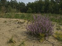 NL, Limburg, Weert, Tungelerwallen 3, Saxifraga-Jan van der Straaten