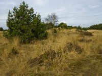 NL, Limburg, Weert, Weerter en Budeler Bergen 13, habitat Roodborsttapuit, Saxifraga-Jan van der Straaten