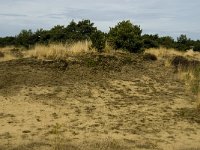 NL, Limburg, Weert, Weerter en Budeler Bergen 15, Saxifraga-Jan van der Straaten