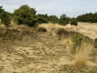 NL, Limburg, Weert, Weerter en Budeler Bergen 16, Saxifraga-Jan van der Straaten