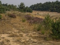 NL, Limburg, Weert, Weerter en Budeler Bergen 18, habitat Heivlinder, Saxifraga-Jan van der Straaten