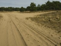 NL, Limburg, Weert, Weerter en Budeler Bergen 2, Saxifraga-Jan van der Straaten