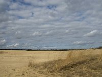 NL, Noord-Brabant, Heusden, Drunensche Duinen 10, Saxifraga-Jan van der Straaten