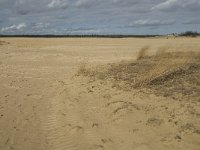 NL, Noord-Brabant, Heusden, Drunensche Duinen 9, Saxifraga-Jan van der Straaten