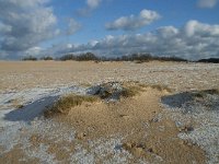 NL, Noord-Brabant, Heusden, Loonse en Drunense Duinen 102, Saxifraga-Willem van Kruijsbergen