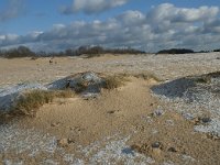 NL, Noord-Brabant, Heusden, Loonse en Drunense Duinen 104, Saxifraga-Willem van Kruijsbergen