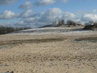 NL, Noord-Brabant, Heusden, Loonse en Drunense Duinen 111, Saxifraga-Willem van Kruijsbergen