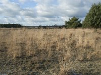 NL, Noord-Brabant, Heusden, Loonse en Drunense Duinen 118, Saxifraga-Willem van Kruijsbergen