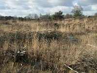 NL, Noord-Brabant, Heusden, Loonse en Drunense Duinen 126, Saxifraga-Willem van Kruijsbergen