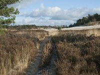 NL, Noord-Brabant, Heusden, Loonse en Drunense Duinen 127, Saxifraga-Willem van Kruijsbergen