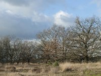 NL, Noord-Brabant, Heusden, Loonse en Drunense Duinen 129, Saxifraga-Willem van Kruijsbergen