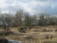 NL, Noord-Brabant, Heusden, Loonse en Drunense Duinen 131, Saxifraga-Willem van Kruijsbergen