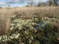 NL, Noord-Brabant, Heusden, Loonse en Drunense Duinen 133, Saxifraga-Willem van Kruijsbergen