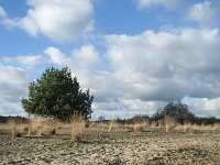 NL, Noord-Brabant, Heusden, Loonse en Drunense Duinen 136, Saxifraga-Willem van Kruijsbergen