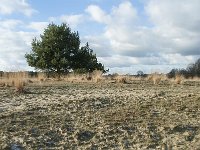 NL, Noord-Brabant, Heusden, Loonse en Drunense Duinen 138, Saxifraga-Willem van Kruijsbergen