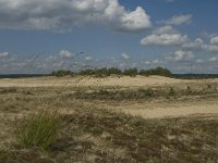 NL, Noord-Brabant, Heusden, Loonse en Drunense Duinen 18, Saxifraga-Marijke Verhagen