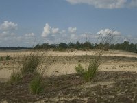 NL, Noord-Brabant, Heusden, Loonse en Drunense Duinen 20, Saxifraga-Marijke Verhagen