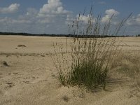 NL, Noord-Brabant, Heusden, Loonse en Drunense Duinen 27, Saxifraga-Marijke Verhagen