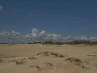 NL, Noord-Brabant, Heusden, Loonse en Drunense Duinen 32, Saxifraga-Marijke Verhagen