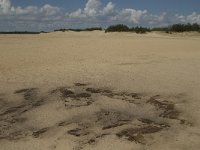 NL, Noord-Brabant, Heusden, Loonse en Drunense Duinen 33, Saxifraga-Marijke Verhagen