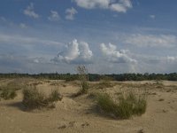 NL, Noord-Brabant, Heusden, Loonse en Drunense Duinen 34, Saxifraga-Marijke Verhagen