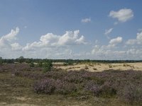 NL, Noord-Brabant, Heusden, Loonse en Drunense Duinen 35, Saxifraga-Marijke Verhagen