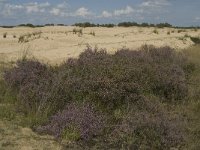 NL, Noord-Brabant, Heusden, Loonse en Drunense Duinen 39, Saxifraga-Marijke Verhagen