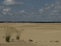 NL, Noord-Brabant, Heusden, Loonse en Drunense Duinen 43, Saxifraga-Marijke Verhagen