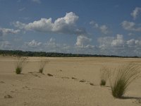 NL, Noord-Brabant, Heusden, Loonse en Drunense Duinen 44, Saxifraga-Marijke Verhagen