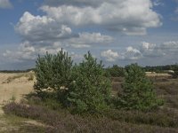 NL, Noord-Brabant, Heusden, Loonse en Drunense Duinen 47, Saxifraga-Marijke Verhagen