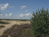 NL, Noord-Brabant, Heusden, Loonse en Drunense Duinen 50, Saxifraga-Marijke Verhagen