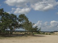 NL, Noord-Brabant, Heusden, Loonse en Drunense Duinen 57, Saxifraga-Marijke Verhagen