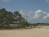 NL, Noord-Brabant, Heusden, Loonse en Drunense Duinen 58, Saxifraga-Marijke Verhagen