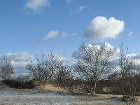 NL, Noord-Brabant, Heusden, Loonse en Drunense Duinen 88, Saxifraga-Willem van Kruijsbergen