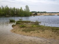Drifting sand with exceptional pools due to heavy rain, Loonse en Drunense Duinen National Park, North Brabant, Netherlands  Drifting sand with exceptional pools due to heavy rain, Loonse en Drunense Duinen National Park, North Brabant, Netherlands : sand drift, drifting sand, sand, sandy, loonse en drunense duinen, national park, np, rural, landscape, rural landscape, rural scene, non-urban landscape, non-urban scene, outside, outdoor, outdoors, no people, nobody, season, summer, summertime, spring, springtime, tree, trees, woodland, forest, nature, natural, nature protection, north brabant, dutch, netherlands, europe, european, pool, pools, water, heavy rain