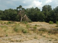 NL, Noord-Brabant, Uden, Slabroeksche Heide 1, Saxifraga-Jaap Bouwman