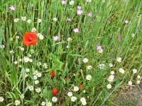 NL, Overijssel, Olst-Wijhe, Wesepe 3, Saxifraga-Mark Zekhuis