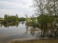 Temporary pools with Purple moor grass (Molinia caerulea) and Silver birches (Betula pendula), Loonse en Drunense Duinen National Park, North Brabant, Netherlands  Temporary pools with Purple moor grass (Molinia caerulea) and Silver birches (Betula pendula), Loonse en Drunense Duinen National Park, North Brabant, Netherlands : drifting sand, sand, sandy, loonse en drunense duinen, national park, np, rural, landscape, rural landscape, rural scene, non-urban landscape, non-urban scene, outside, outdoor, outdoors, no people, nobody, season, summer, summertime, spring, springtime, tree, trees, woodland, forest, nature, natural, nature protection, north brabant, dutch, netherlands, europe, european, pool, pools, water, Purple moor grass, Molinia caerulea, Silver birch, Betula pendula)sand, molinia, betula, grass drift
