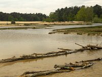 Drifting sand with exceptional pools due to heavy rain, Loonse en Drunense Duinen National Park, North Brabant, Netherlands  Drifting sand with exceptional pools due to heavy rain, Loonse en Drunense Duinen National Park, North Brabant, Netherlands : sand drift, drifting sand, sand, sandy, loonse en drunense duinen, national park, np, rural, landscape, rural landscape, rural scene, non-urban landscape, non-urban scene, outside, outdoor, outdoors, no people, nobody, season, summer, summertime, spring, springtime, tree, trees, woodland, forest, nature, natural, nature protection, north brabant, dutch, netherlands, europe, european, pool, pools, water, heavy rain