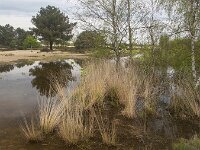 Temporary pools with Purple moor grass (Molinia caerulea) and Silver birches (Betula pendula), Loonse en Drunense Duinen National Park, North Brabant, Netherlands  Temporary pools with Purple moor grass (Molinia caerulea) and Silver birches (Betula pendula), Loonse en Drunense Duinen National Park, North Brabant, Netherlands : drifting sand, sand, sandy, loonse en drunense duinen, national park, np, rural, landscape, rural landscape, rural scene, non-urban landscape, non-urban scene, outside, outdoor, outdoors, no people, nobody, season, summer, summertime, spring, springtime, tree, trees, woodland, forest, nature, natural, nature protection, north brabant, dutch, netherlands, europe, european, pool, pools, water, Purple moor grass, Molinia caerulea, Silver birch, Betula pendula)sand, molinia, betula, grass drift