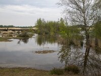 Temporary pools with Purple moor grass (Molinia caerulea) and Silver birches (Betula pendula), Loonse en Drunense Duinen National Park, North Brabant, Netherlands  Temporary pools with Purple moor grass (Molinia caerulea) and Silver birches (Betula pendula), Loonse en Drunense Duinen National Park, North Brabant, Netherlands : drifting sand, sand, sandy, loonse en drunense duinen, national park, np, rural, landscape, rural landscape, rural scene, non-urban landscape, non-urban scene, outside, outdoor, outdoors, no people, nobody, season, summer, summertime, spring, springtime, tree, trees, woodland, forest, nature, natural, nature protection, north brabant, dutch, netherlands, europe, european, pool, pools, water, Purple moor grass, Molinia caerulea, Silver birch, Betula pendula)sand, molinia, betula, grass drift