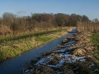 NL, Noord-Brabant, Tilburg, Hoevense Steeg 11, Saxifraga-Jan van der Straaten