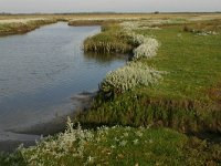 NL, Friesland, Schiermonnikoog 6, Saxifraga-Hans Boll