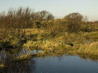 NL, Friesland, Terschelling, Berkenvallei 2, Saxifraga-Jan van der Straaten