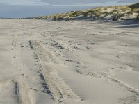 NL, Friesland, Terschelling, Boschplaat 39, Saxifraga-Jan van der Straaten